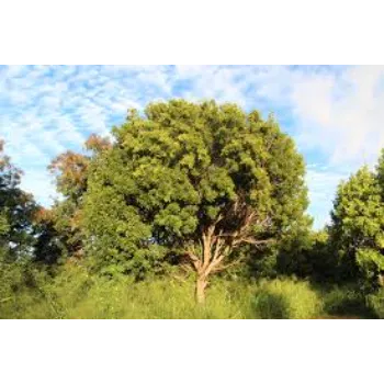 Mahogany Plants